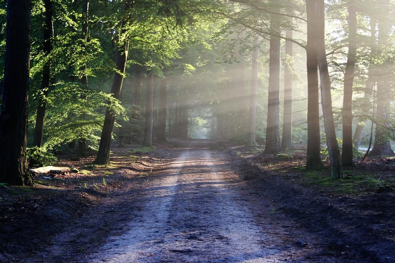 Fairy-Tale Forest